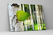 Obraz Lístoček z brezy zs1126